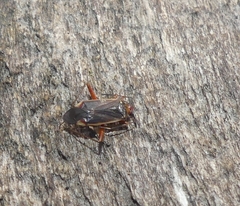 Adelphocoris rapidus