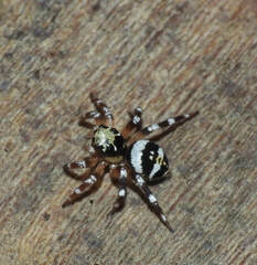 Corythalia vervloeti