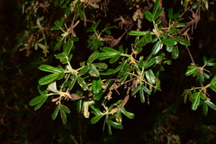 Polylepis