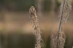 Urtica galeopsifolia