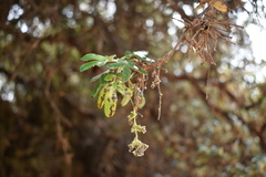 Polylepis
