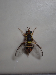 Bactrocera