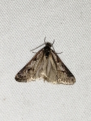 Exapate congelatella