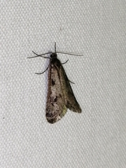 Exapate congelatella