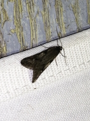 Exapate congelatella