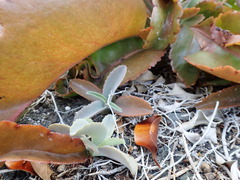 Kalanchoe gastonis-bonnieri