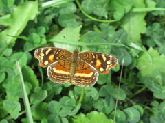 Anthanassa drusilla drusilla