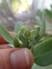 Kalanchoe gastonis-bonnieri