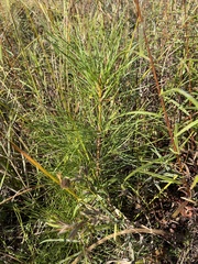 Pinus taeda