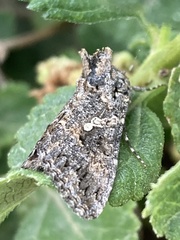 Trichoplusia ni