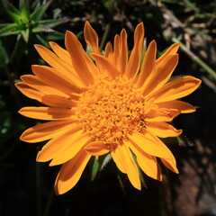 Oedera imbricata