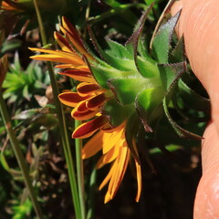 Oedera imbricata