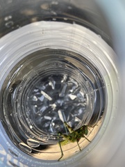 Campylacantha olivacea