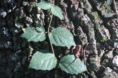 Dolichandra unguis-cati