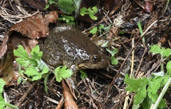 Yunnan Mountain Frog photo 4