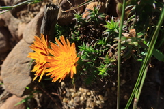 Oedera imbricata