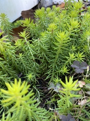 Petrosedum
