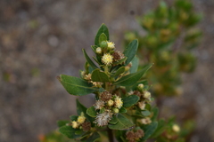 Baccharis odorata