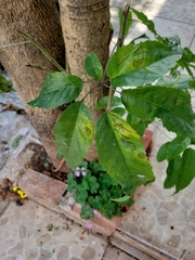 Heptapleurum heptaphyllum