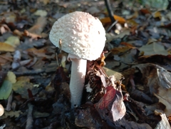 Amanita