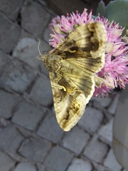 Autographa gamma