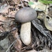 Grey Bolete - Photo (c) Leo Kenney, some rights reserved (CC BY-NC), uploaded by Leo Kenney