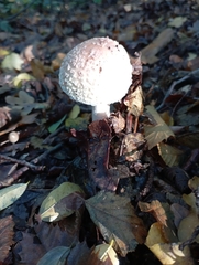 Amanita