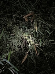 Ahaetulla prasina
