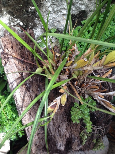 Maxillaria densa, photograph 4
