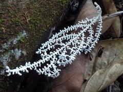 Brunneocorticium corynecarpon