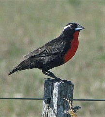 Leistes superciliaris