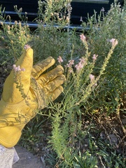 Linaria purpurea