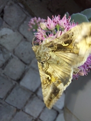 Autographa gamma