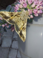 Autographa gamma