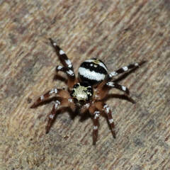 Corythalia vervloeti