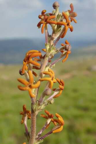 Image of Manulea parviflora by no rights reserved