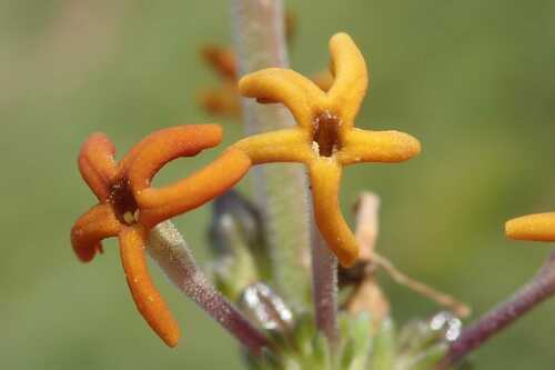 Image of Manulea parviflora by no rights reserved