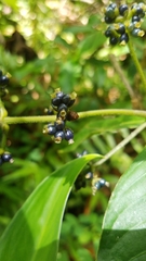 Palicourea brachiata