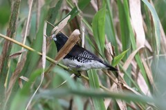Spermestes bicolor poensis