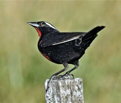 Leistes superciliaris