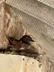 Hirundinea ferruginea