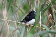 Spermestes bicolor poensis