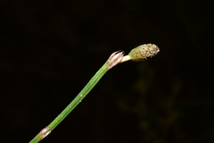Equisetum bogotense