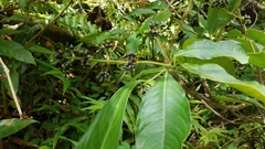 Palicourea brachiata