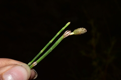 Equisetum bogotense