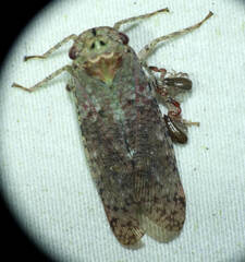 Fulgoridae