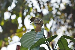 Nicator chloris
