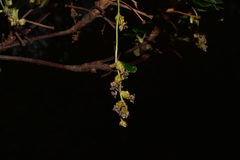 Polylepis