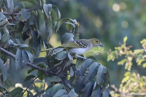 Western Nicator (Nicator chloris), photo 10