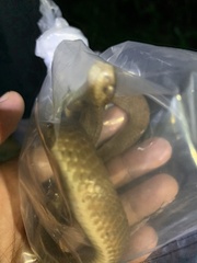 Pareas carinatus
